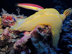 Felimare nudibranch left side view