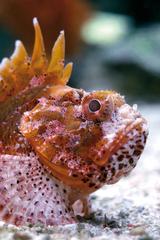 Scorpion fish - Palma Aquarium