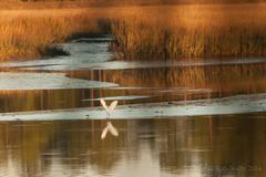 Great Egret on Pumpkin Hill Creek