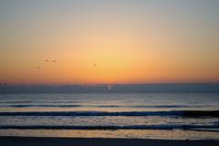 birds flying at sunrise in Jacksonville