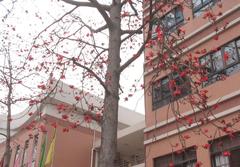 Cotton tree with lush green leaves and white cotton balls