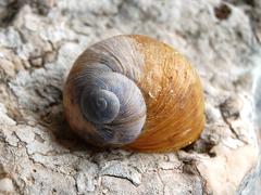 Erctella mazzullii snail at Monte Cofano Nature Reserve