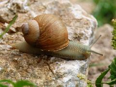 Erctella mazzullii snail in Riserva naturale Monte Cofano