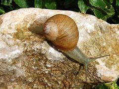 Erctella mazzullii snail on a rock in Monte Cofano Nature Reserve