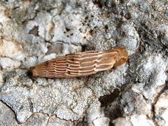 Siciliaria crassicostata at Riserva naturale Monte Cofano, Sicily