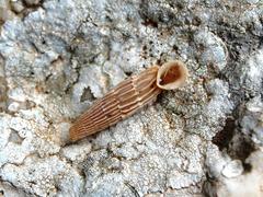 Siciliaria crassicostata at Riserva naturale Monte Cofano, Sicily