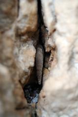 Siciliaria crassicostata at Riserva Naturale Monte Cofano, Sicily