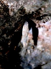 Siciliaria crassicostata snail at Monte Cofano Nature Reserve in Sicily