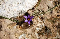 Romulea linaresii flower