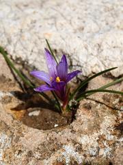 Romulea linaresii flower in Monte Cofano Nature Reserve, Sicily