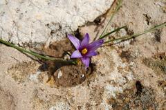 Romulea linaresii flower at Riserva naturale Monte Cofano in Sicily