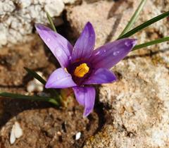 Romulea linaresii flower in Monte Cofano Nature Reserve