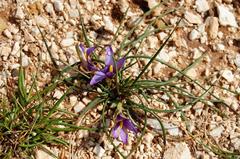 Romulea linaresii flower in Monte Cofano Nature Reserve, Sicily