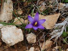 Romulea linaresii flower at Riserva naturale Monte Cofano in Sicily