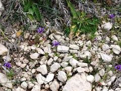 Romulea linaresii flower at Riserva naturale Monte Cofano in Sicily