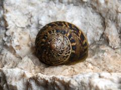 Cornu aspersum snail