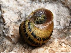 Cornu aspersum snail close-up