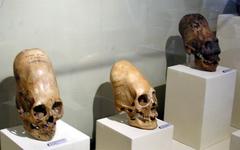 Paracas skulls on display at Museo Regional de Ica