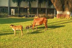 Cow and its calves in IITB Campus