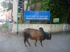 IIT Mumbai entrance with a cow