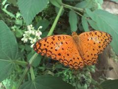 Common leopard butterfly near Sameer Hill in Powai, Mumbai