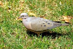 Dove in the Sculpture Park, Chile