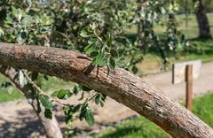 Feijoa sellowiana fruit on branch