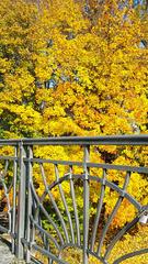 Kabelsteg bridge in autumn with colorful foliage