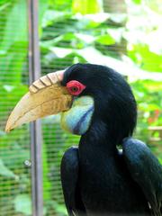 Wreathed Hornbill upper body