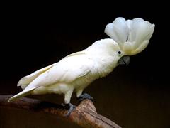 Umbrella Cockatoo with crest upright at Bali Bird Park