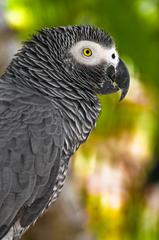 Congo African Grey Parrot in Bali Bird Park