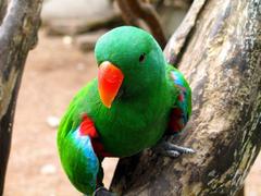 Male Eclectus Parrot at Bali Bird Park