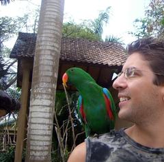 adult male eclectus parrot on a man's shoulder