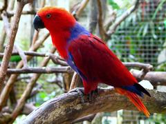 female Eclectus Parrot side view