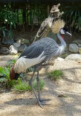 Grey crowned crane at Bali Bird Park