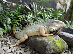 Iguana in the Bali Reptile Park