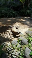 Komodo dragon (Varanus komodoensis) on rocky ground