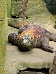 komodo dragon at Bali Bird Park