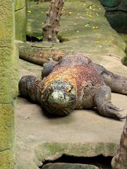 Komodo dragon at Bali Bird Park