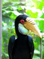 Wreathed Hornbill at Bali Bird Park