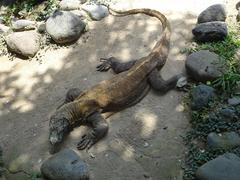 Komodo dragon at Bali Bird Park