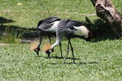 grey crowned crane standing in a lush green landscape