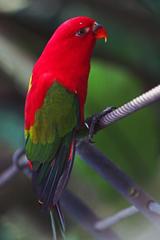 Chattering Lory at Bali Bird Park