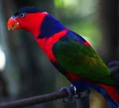 Black-capped Lory at Bali Bird Park