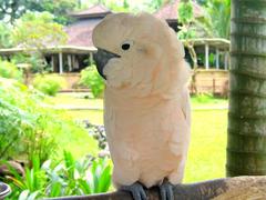 Moluccan Cockatoo