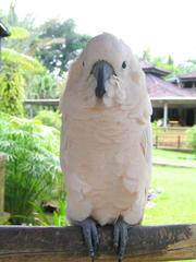 Moluccan Cockatoo