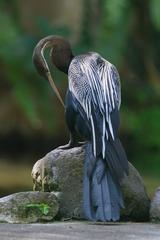 Oriental darter at Bali Bird Park