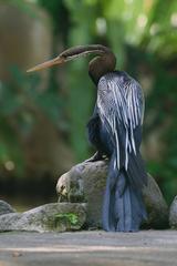 Oriental darter at Bali Bird Park