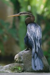 Oriental darter at Bali Bird Park