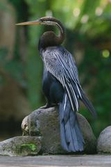 Oriental darter at Bali Bird Park